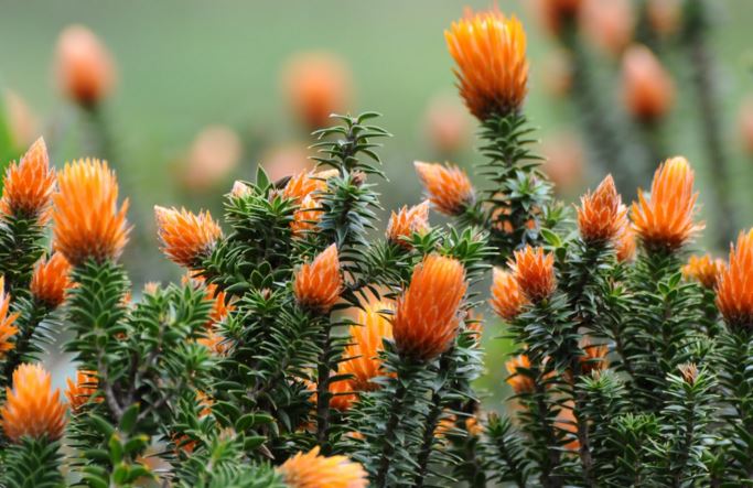 Información Reserva de Producción de Fauna Chimborazo Guaranda